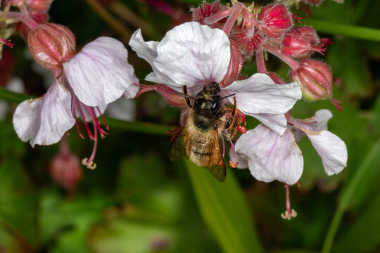 Red Mason Bee (Osmia bicornis) visiting a geranium 