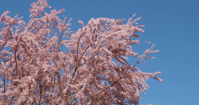 Tamarix tetrandra | Spring tamarisk -  Four-stamen tamarisk. Ornamental shrub with branches and shoots weeping under the weight of feathery rosy-pink flowers, swaying gracefully in the wind