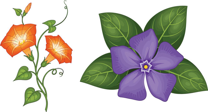 Beautiful Orange Morning Glory and Purple Periwinkle Vinca Flower Vector Elements Set for Spring Backgrounds, Botanical Patterns, Greeting Cards, and Garden Designs