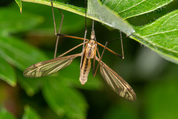 Naklejka premium A cranefly, Tipulidae spp. showing compound eyes and halteres. Hanging upside down on a hawthorn stem