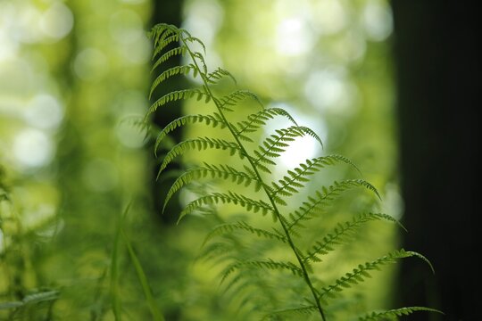 Fern in the forest on a sunny spring morning.