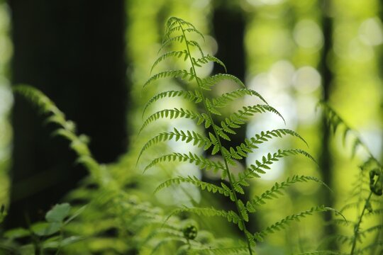 Fern in the forest on a sunny spring morning.