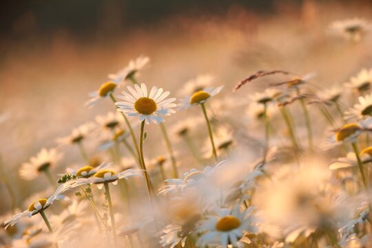 Daisies on a spring meadow at sunset