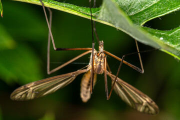 Naklejka premium A cranefly, Tipulidae spp. showing compound eyes and halteres. Hanging upside down on a hawthorn stem