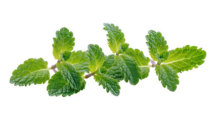 Fresh green mint sprigs with textured leaves, isolated on transparent background © Daniel