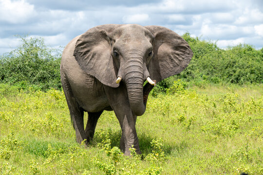 African elephant in an open meadow in Chobe National Park