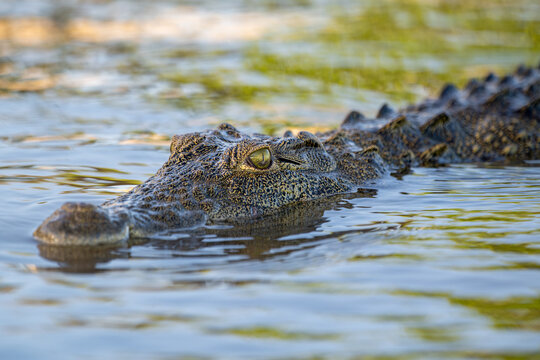 Nile crocodile in Chobe River