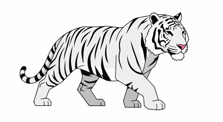 Fototapeta premium A white tiger with black stripes walks confidently, its pink nose prominent