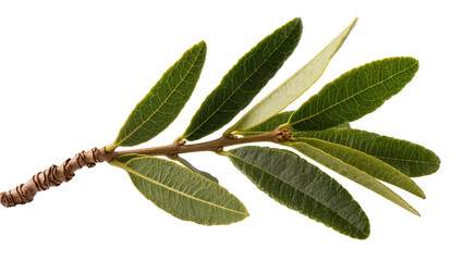 Fototapeta premium Green olive branch with textured bark, isolated on transparent background