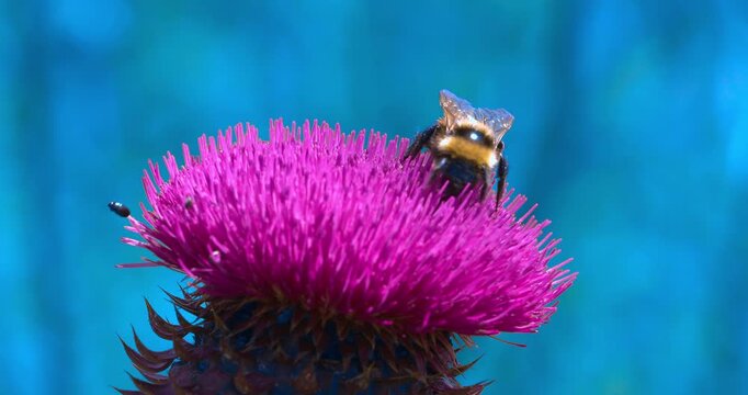 Macro - Bumblebee on a lilac flower.