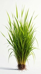 Obraz premium Lush green grass with prominent roots on a white background