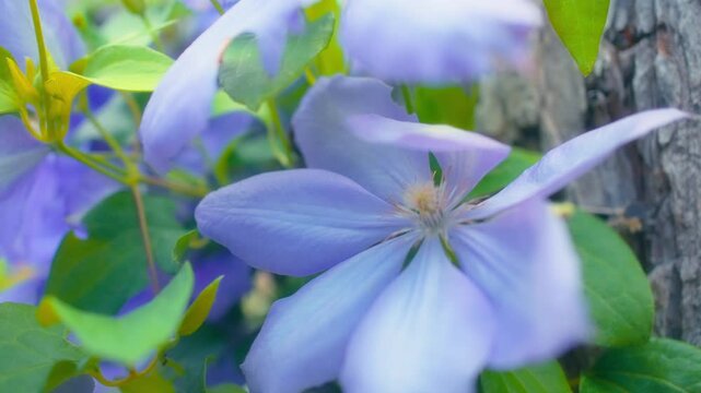 Macro shot of a beautiful purple clematis flower blooming in a garden