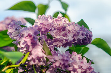 Fototapeta premium Lilac branch with purple flowers against soft sky background. Romantic spring nature atmosphere.