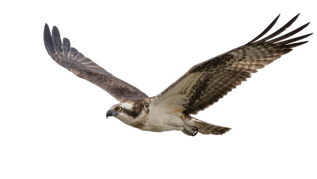 Osprey bird with wings spread wide, isolated on transparent background