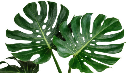 Two large green monstera leaves with natural holes, isolated on transparent background © Daniel