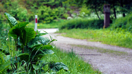 A red and white striped barrier gate stands in a forest setting, blocking access along a woodland path or entrance. The contrasting colors of the barrier stand out against the natural green surroundin © Василий Канин