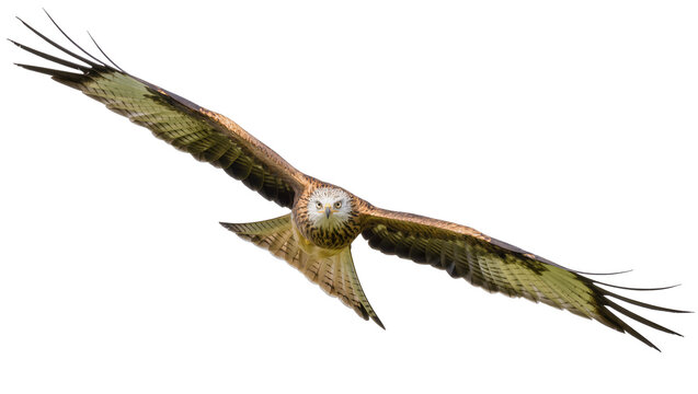 Red kite bird with outstretched wings flying, isolated on transparent background