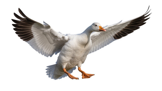 White goose with outstretched wings landing, isolated on transparent background