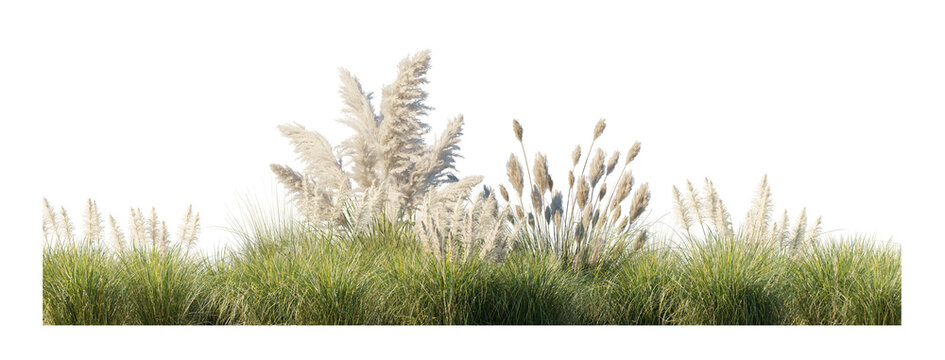 Cortaderia selloana pumila and reed (dwarf pampas grass, common reed, phragmites australis) isolated PNG on a transparent background premium nature cutout