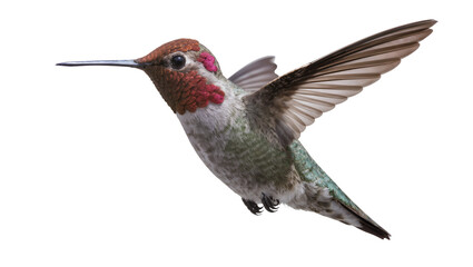 Fototapeta premium Anna s hummingbird with iridescent feathers, isolated on transparent background