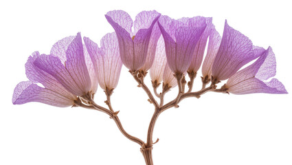 Delicate purple bell-shaped flowers on thin branches, isolated on transparent background © Daniel