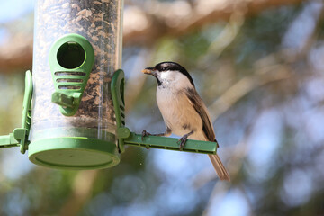 A Marsh tit, Poecile palustris comes to a seed feeder installed at the edge of a spruce forest. © Silviu