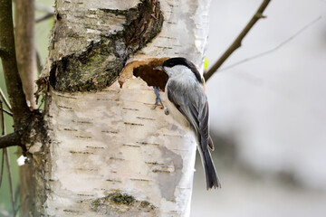 Willow Tit, Poecile montanus, sitting at its nest in a birch trunk during the spring when they put eggs and then the nesting season begins. © Silviu