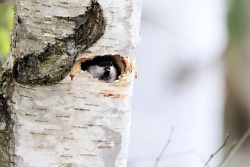 Willow Tit, Poecile montanus, sitting at its nest in a birch trunk during the spring when they put eggs and then the nesting season begins. © Silviu