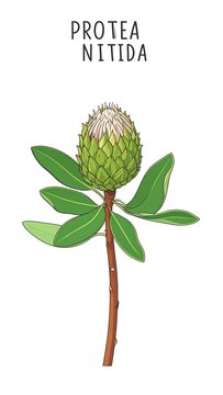 Protea Nitida Flower Plant Illustration.