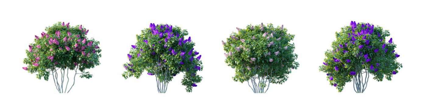 Blooming syringa purple pink (common lilac, syringa vulgaris, lilac bush) isolated PNG on a transparent background premium nature cutout