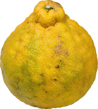 Whole Jamaican tangelo Ugli fruit isolated on transparent background