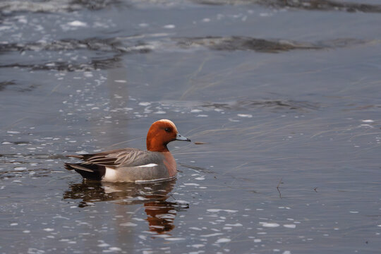 Eurasian Wigeon (Mareca penelope)