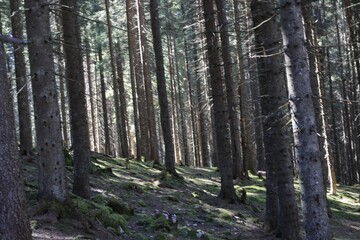 Fototapeta premium Forest