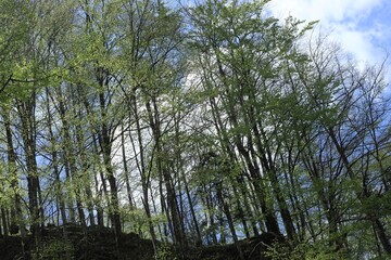 Fototapeta premium Forest