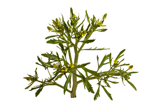 Forest yellow cress macro botanical specimen with dissected foliage isolated