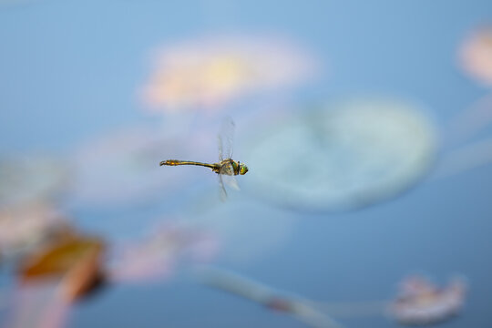 Closeup of dragonfly flying over the pond, with blur lotus flower in the background