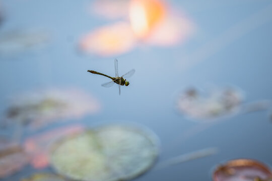 Closeup of dragonfly flying over the pond, with blur lotus flower in the background