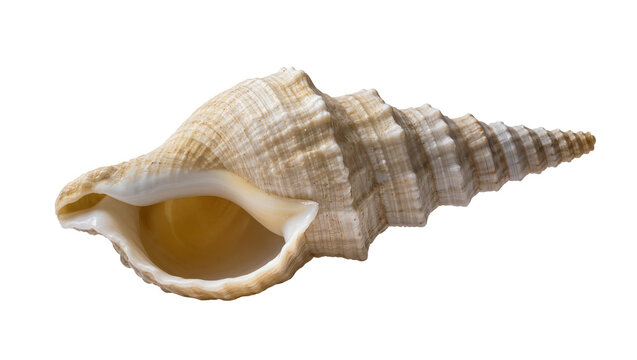 Spiral seashell with textured ridges, isolated on transparent background