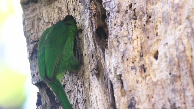 Red-throated Barbet The feed themselves in the hollow.	