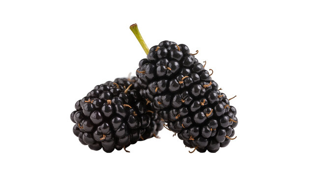 Two ripe black mulberries with stems, isolated on transparent background