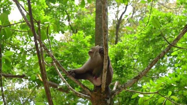 Wild macaque primate resting on a big tree trunk in a tropical rainforest jungle environment. Animal in nature portrait footage.