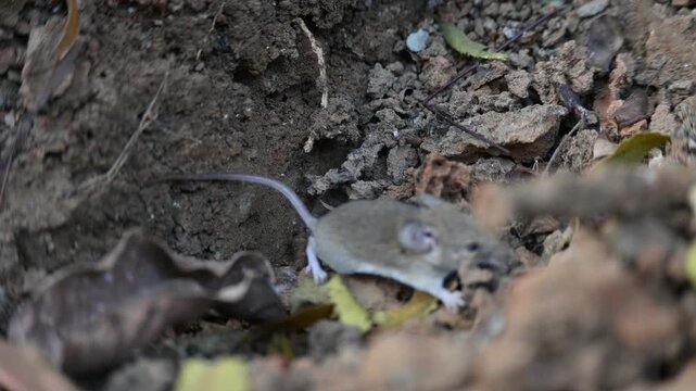 Little Indian field mouse or Mus booduga. It is a species of rodent in the family Muridae. Indian little rat. This small mouse has soft grayish-brown fur, white underparts, small rounded ears.