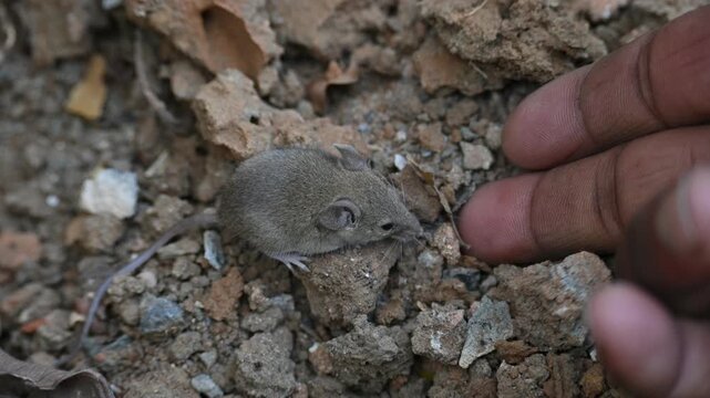 Little Indian field mouse or Mus booduga. It is a species of rodent in the family Muridae. Indian little rat. This small mouse has soft grayish-brown fur, white underparts, small rounded ears.