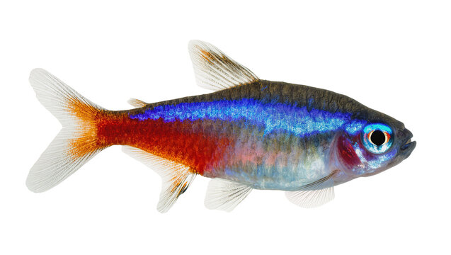 Small neon tetra fish with blue and red stripes, isolated on transparent background