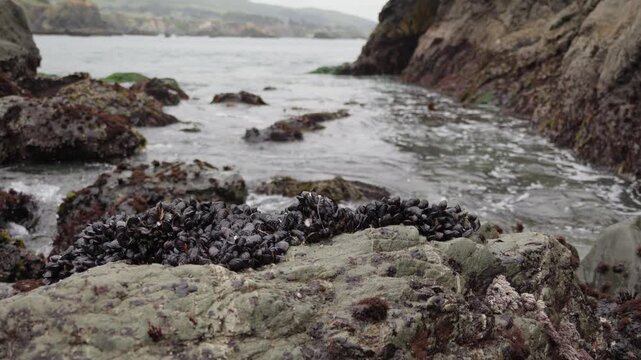 Wild mussels clustered on rocky coast with crashing ocean waves