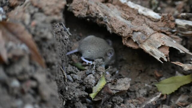 Little Indian field mouse or Mus booduga. It is a species of rodent in the family Muridae. Indian little rat. This small mouse has soft grayish-brown fur, white underparts, small rounded ears.