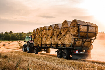 Obraz premium Modern red agricultural tractor hauling a large trailer loaded with round hay bales on a harvested stubble field during a golden summer sunset