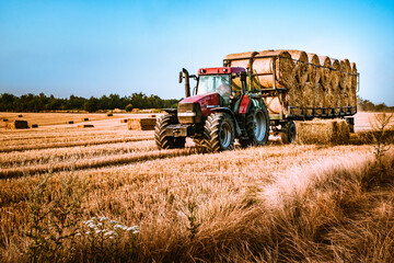 Obraz premium Modern red agricultural tractor hauling a large trailer loaded with round hay bales on a harvested stubble field during a golden summer sunset
