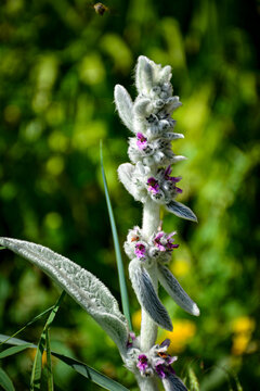 Lamb's Ear plant with purple blossoms. Great for botanical guides, gardening blogs, or textures. This detailed floral image highlights unique silver foliage in a sunlit garden