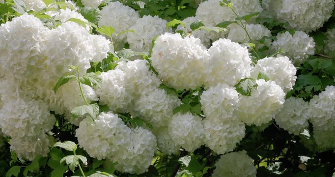 Blooming white Viburnum opulus Roseum flowers in sunny garden with lush green foliage
